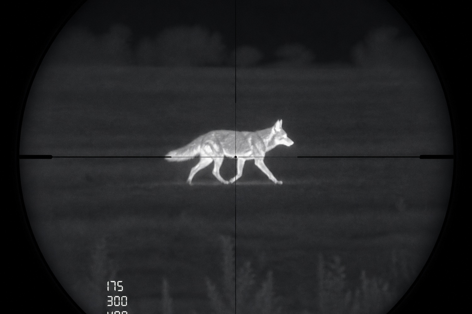 Thermal view of a coyote through the Impact 150
