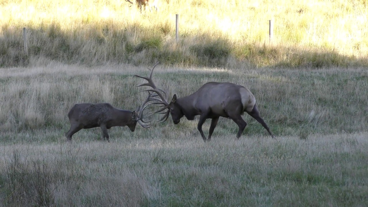 elk vs deer