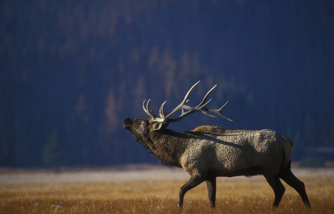 Deer hunting and barometric pressure