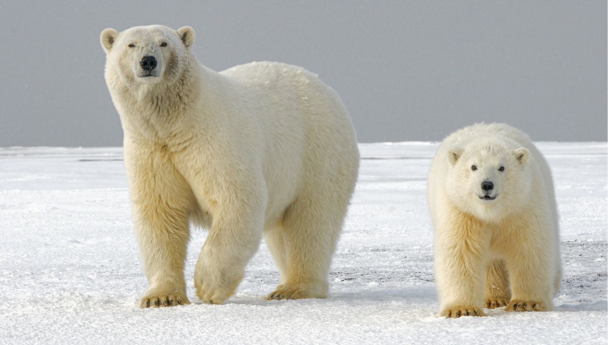 polar-bears-in-their-habitat.jpg