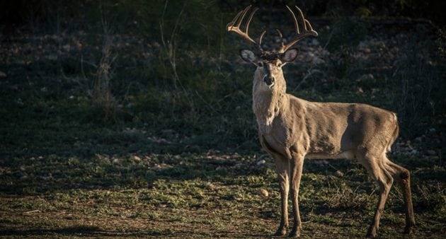 What is considered big-game hunting? - Cedar Mill Fine Firearms